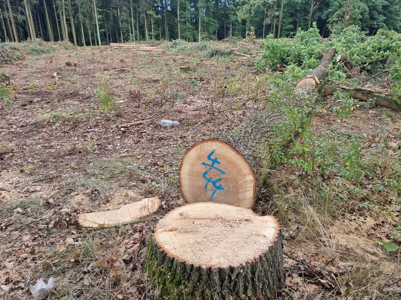 Pařezy pokácených dubů